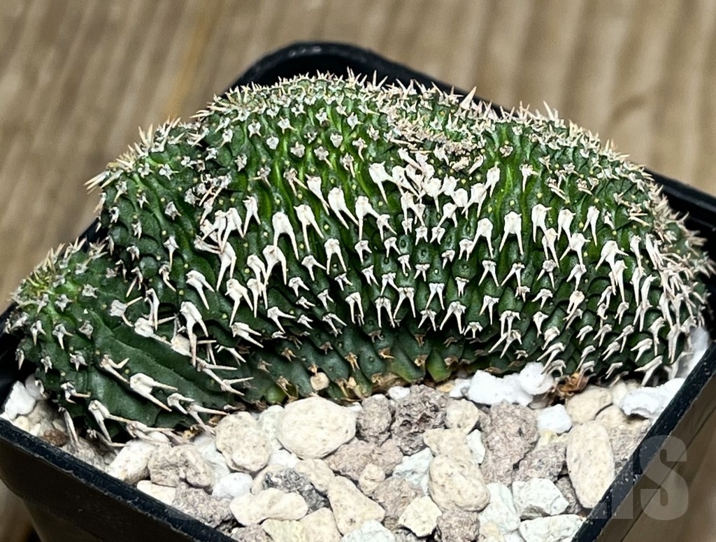 SHPR16965 Euphorbia phillipsioides f. cristata - Obrázek 3