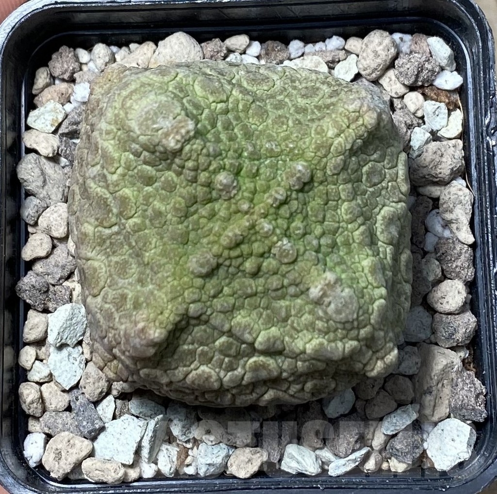 SHPR16725 Pseudolithos cubiformis - Obrázek 2
