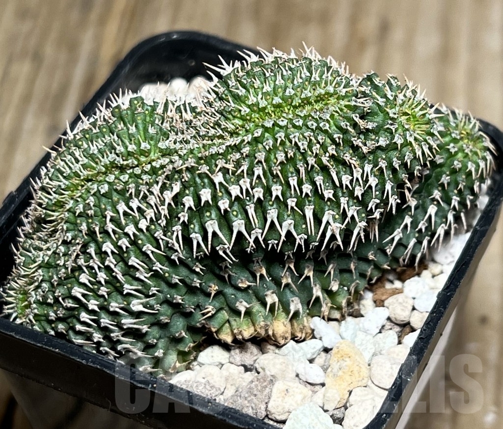 SHPR16965 Euphorbia phillipsioides f. cristata