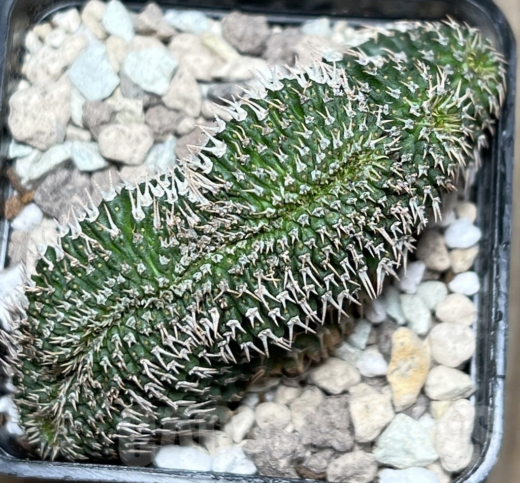 SHPR16965 Euphorbia phillipsioides f. cristata - Obrázek 2