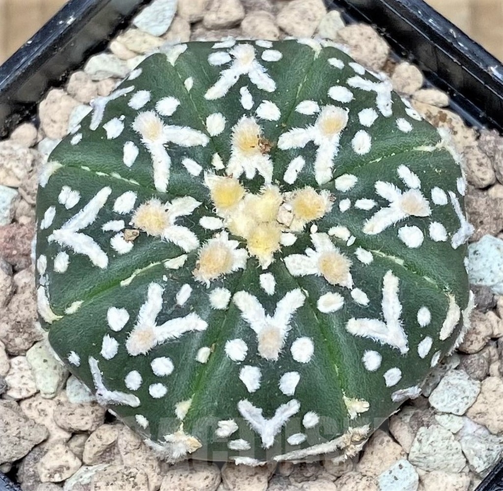 SHPR16796 Astrophytum asterias 'Super Kabuto' V-type