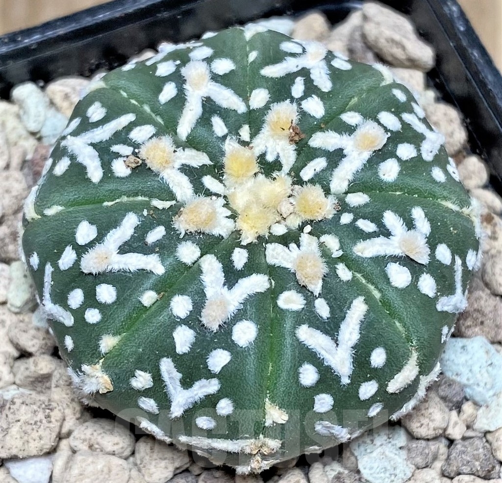 SHPR16796 Astrophytum asterias 'Super Kabuto' V-type - 画像 (2)