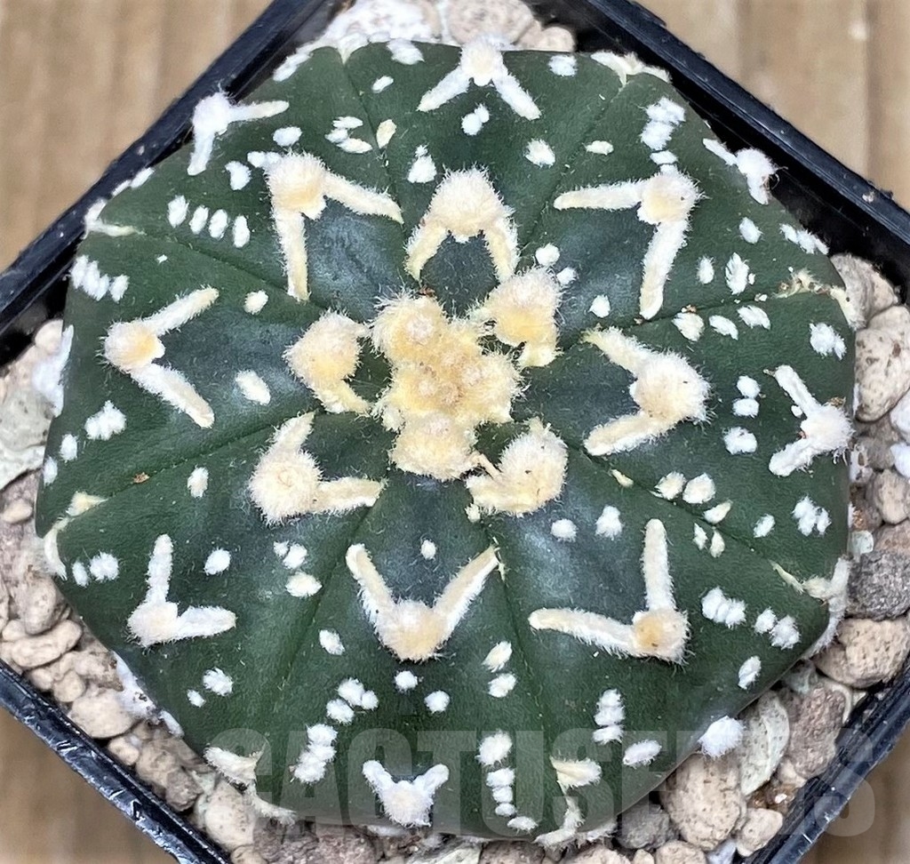 SHPR16797 Astrophytum asterias 'Super Kabuto' V-type