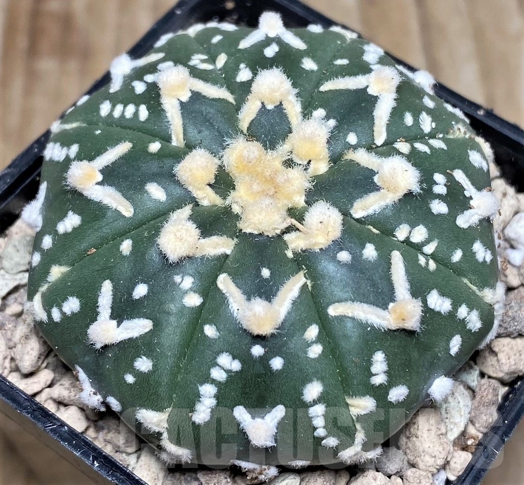 SHPR16797 Astrophytum asterias 'Super Kabuto' V-type - Image 2