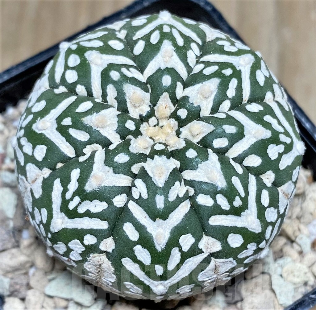 SHPR16798 Astrophytum asterias 'Super Kabuto' V-type