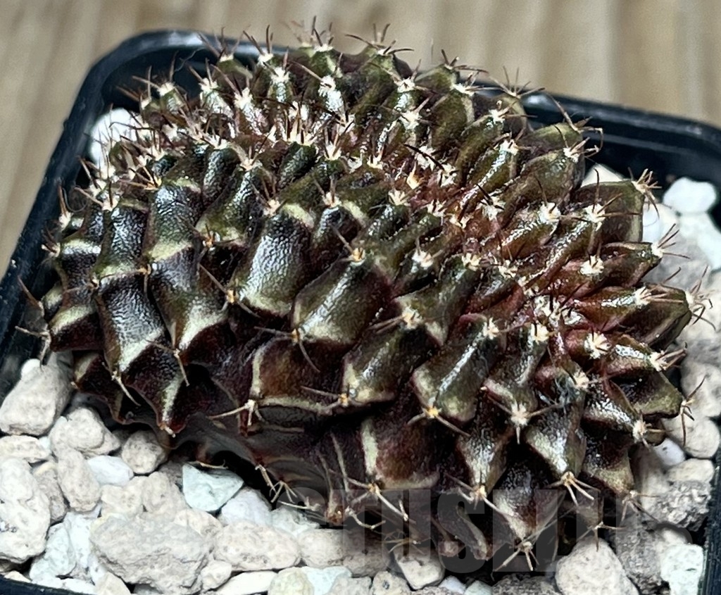 SHPR16968 Gymnocalycium mihanovichii f. cristata