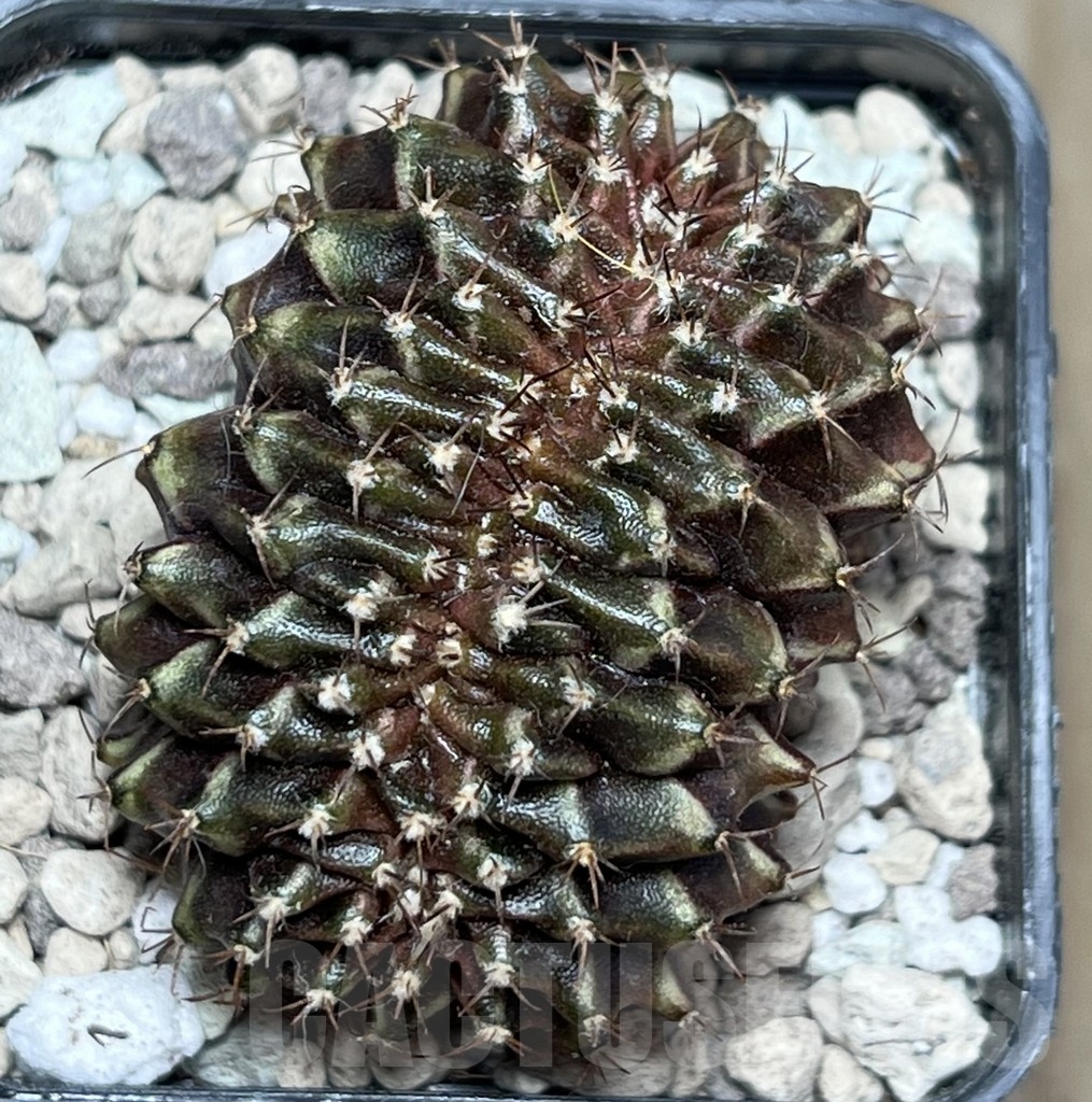 SHPR16968 Gymnocalycium mihanovichii f. cristata - Obrázek 2