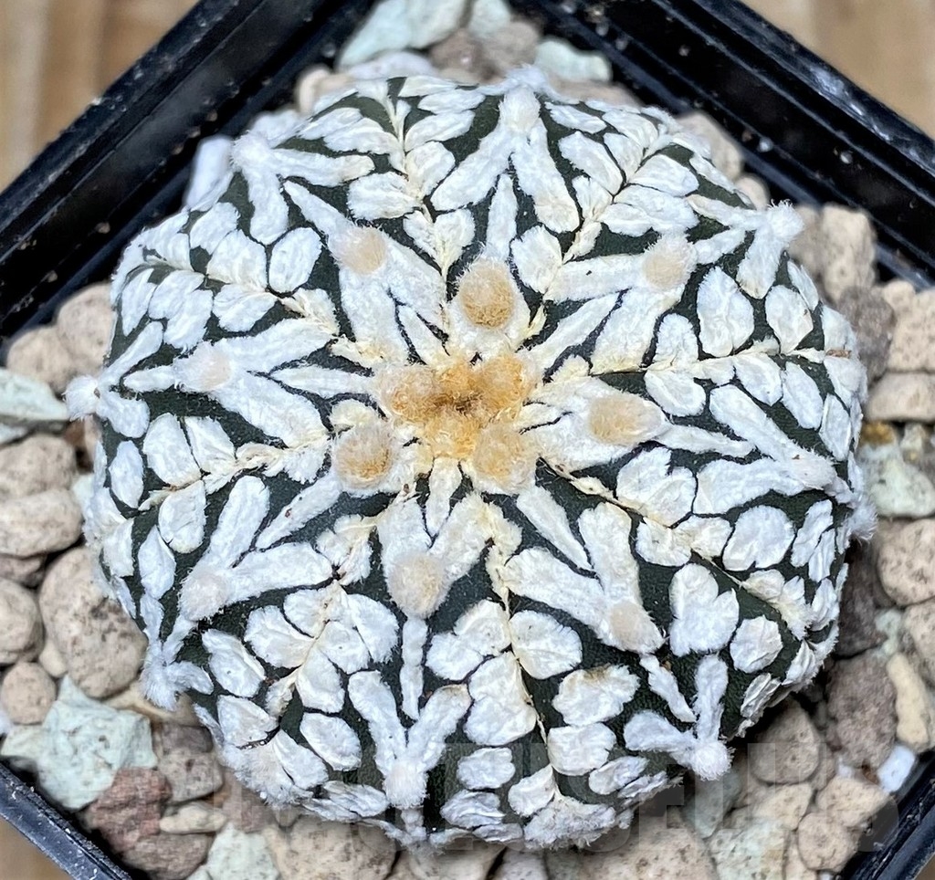 SHPR16801 Astrophytum asterias 'Super Kabuto' V-type