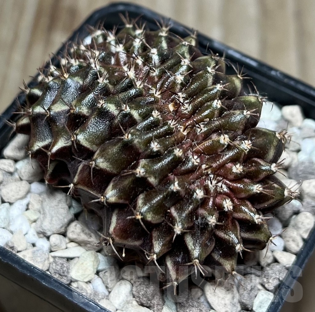 SHPR16968 Gymnocalycium mihanovichii f. cristata - Obrázek 3