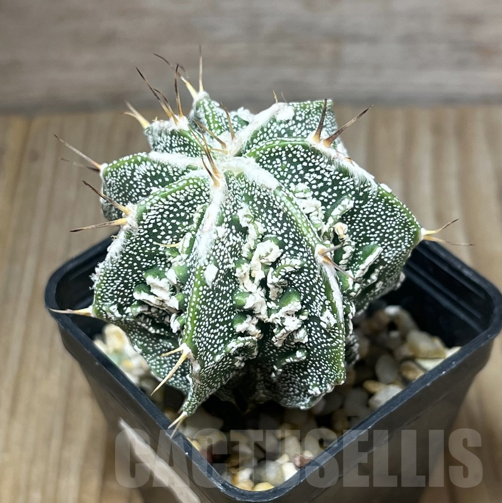SHPR15930 Astrophytum ornatum 'Fukuryu'