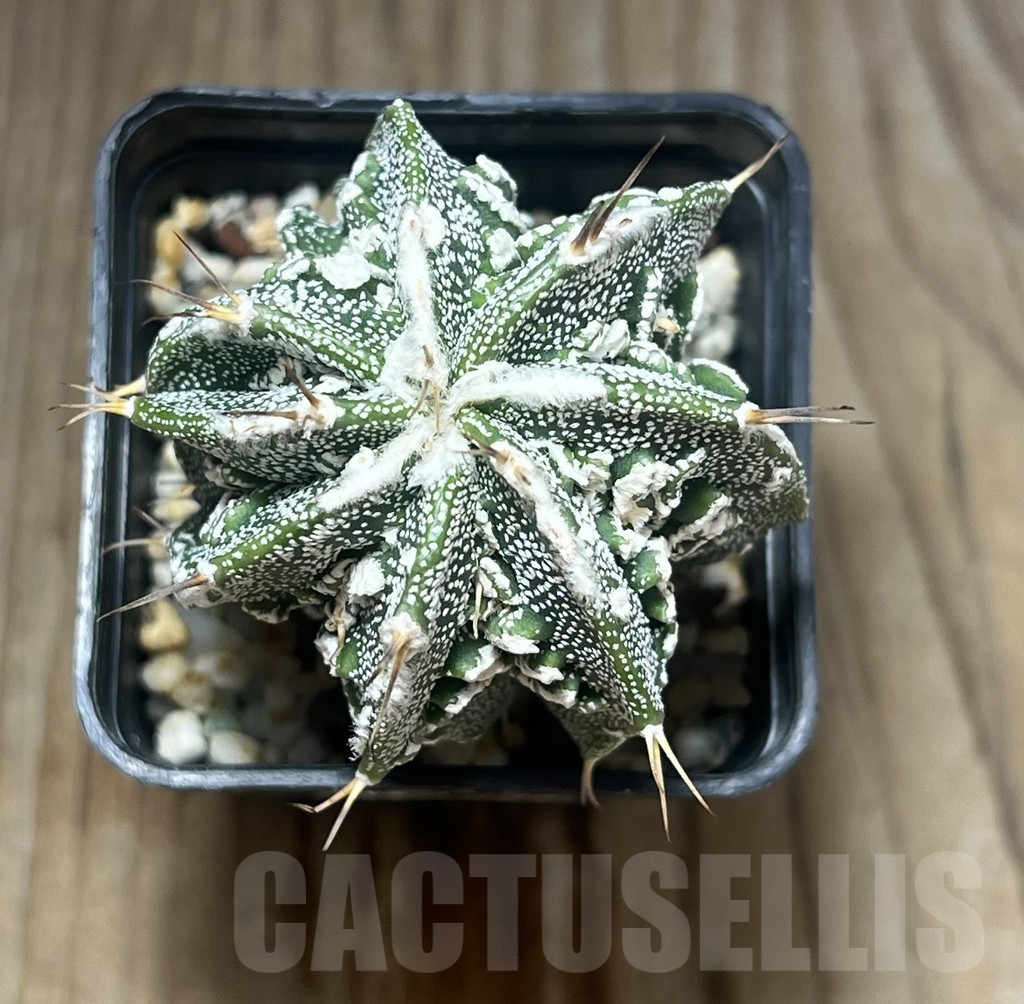 SHPR15930 Astrophytum ornatum 'Fukuryu' - Image 2
