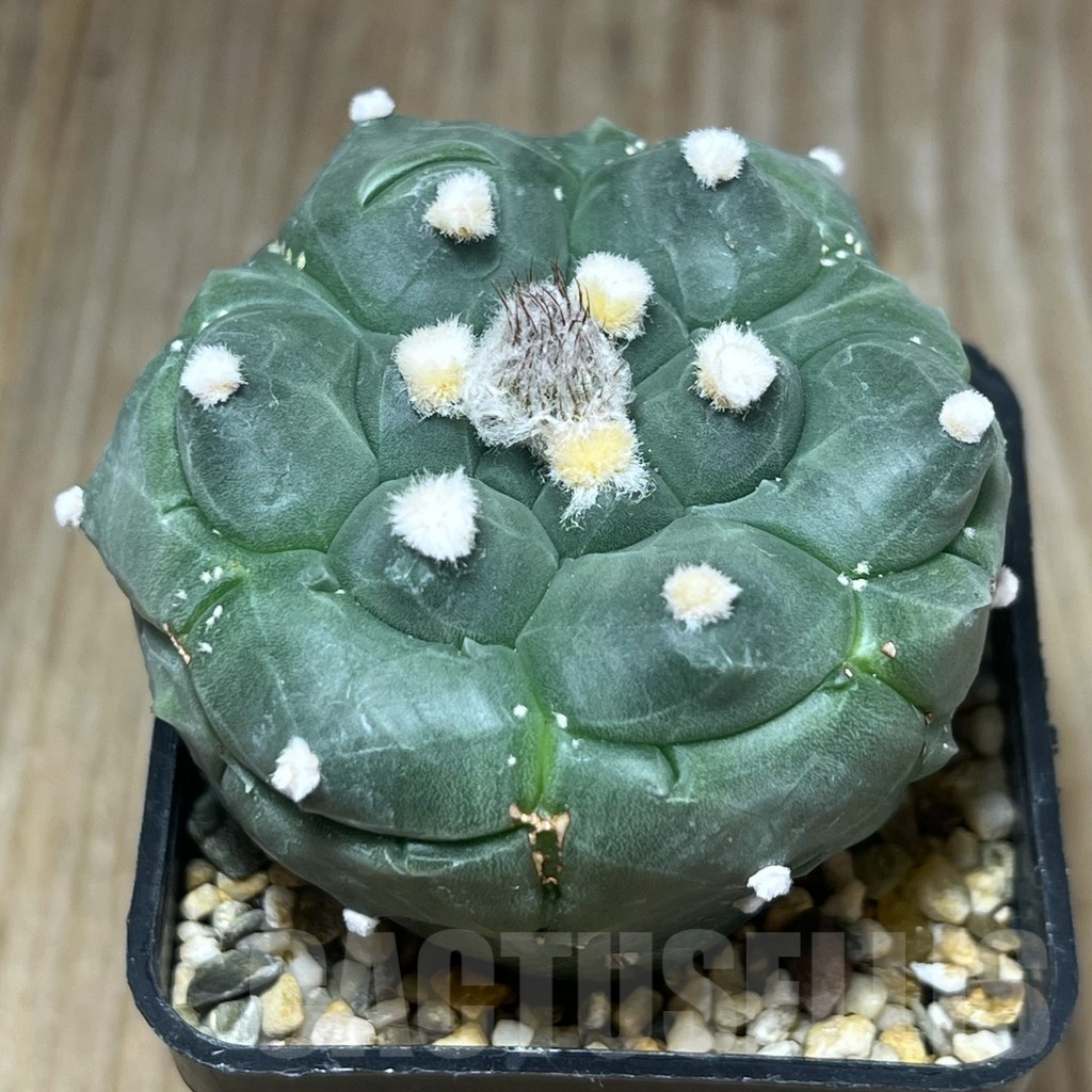 SHPR18014 Astrophytum asterias ‘Kikko’