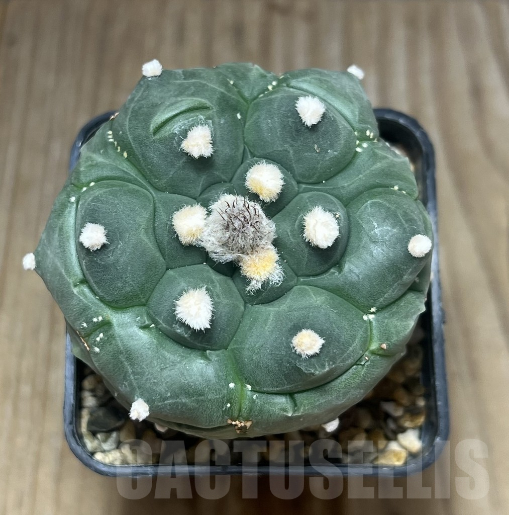 SHPR18014 Astrophytum asterias ‘Kikko’ - Image 2