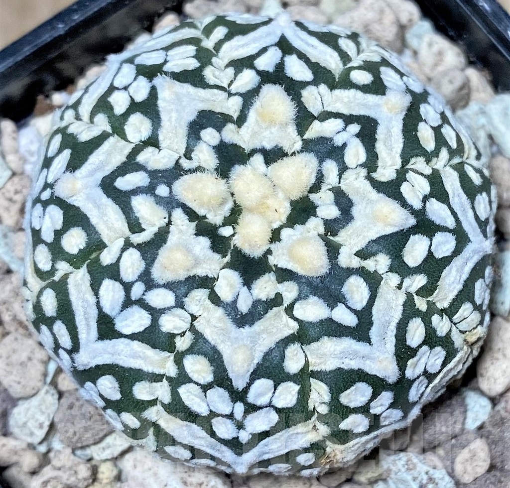 SHPR16804 Astrophytum asterias 'Super Kabuto' V-type