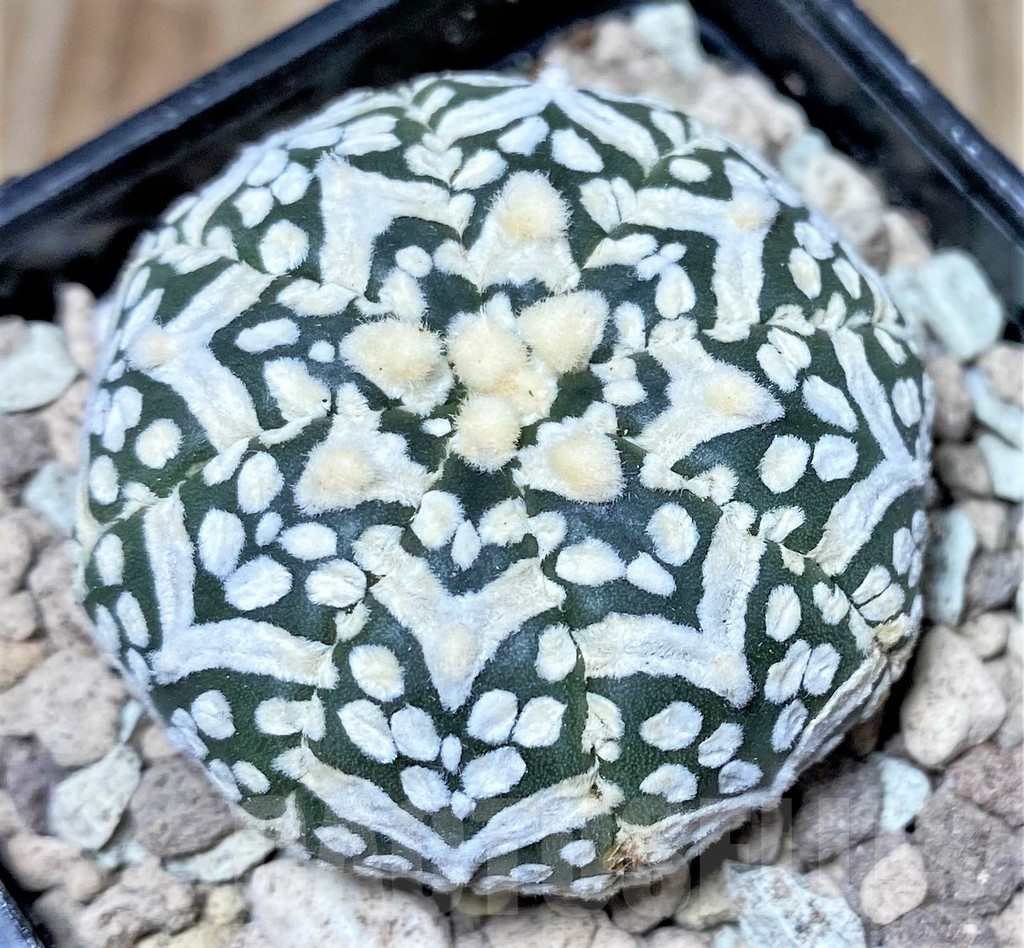 SHPR16804 Astrophytum asterias 'Super Kabuto' V-type - Image 2