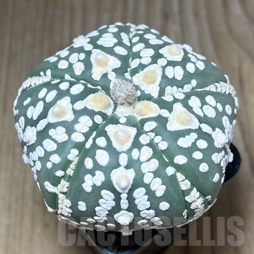 SHPR23362 Astrophytum asterias ‘Super Kabuto V-Type’, 5-ribs