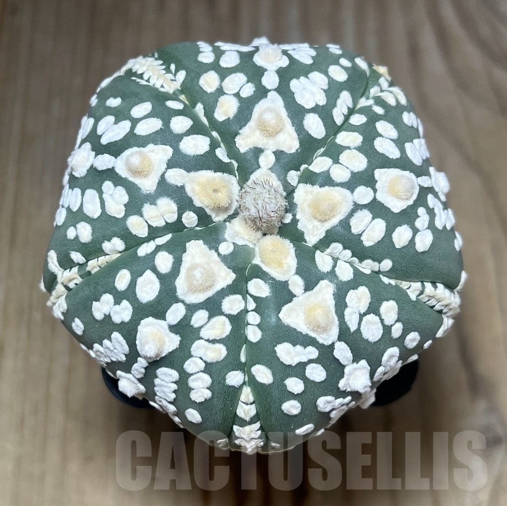 SHPR23362 Astrophytum asterias ‘Super Kabuto V-Type’, 5-ribs - Image 2