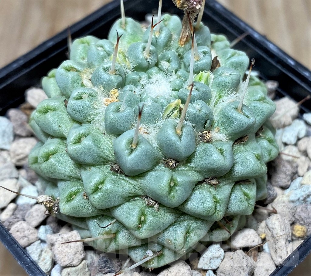 SHPR16805 Mammillaria schumannii f. monstrose - immagine 2