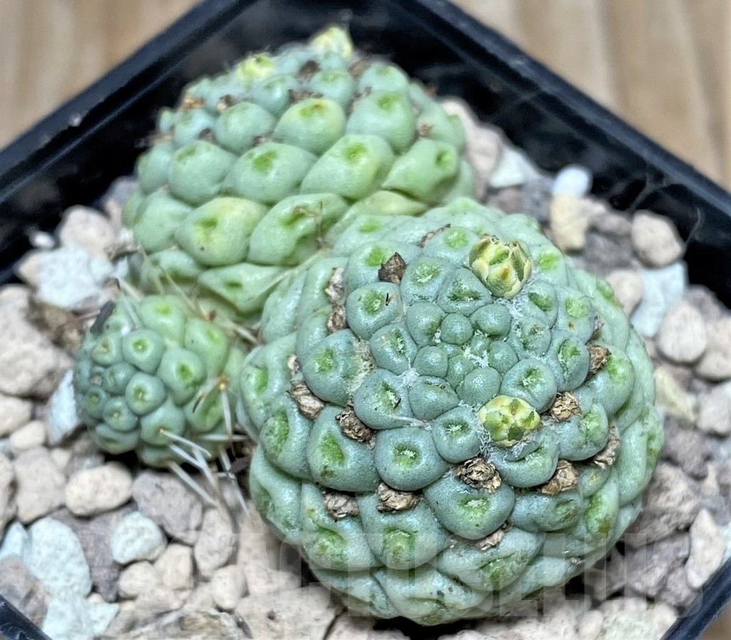 SHPR16806 Mammillaria schumannii f. monstrose