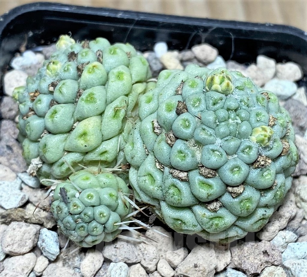 SHPR16806 Mammillaria schumannii f. monstrose - immagine 2