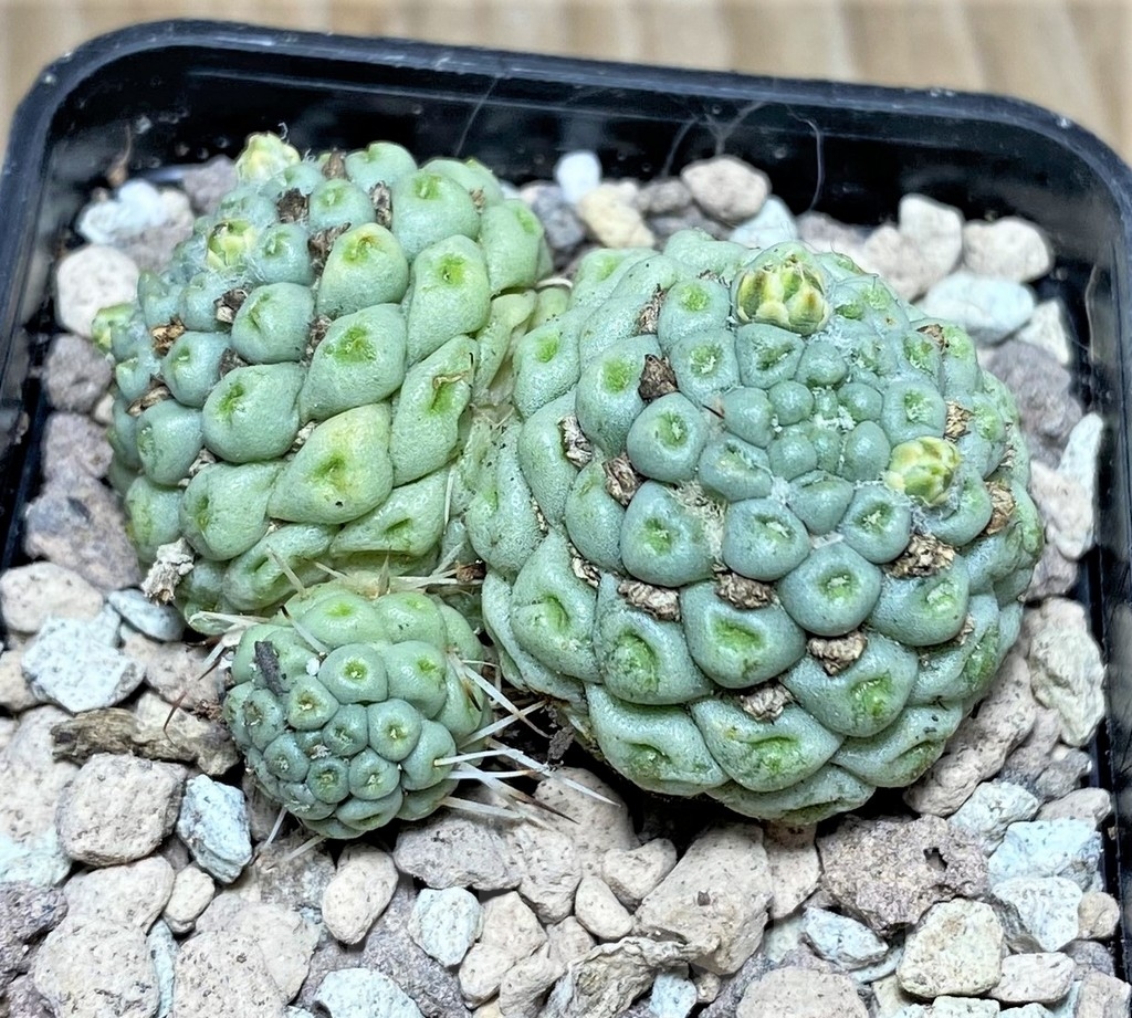 SHPR16806 Mammillaria schumannii f. monstrose - immagine 3