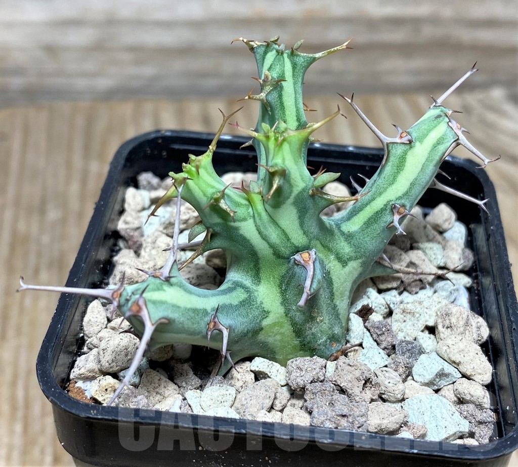 SHPR16807 Euphorbia schizacantha - immagine 2