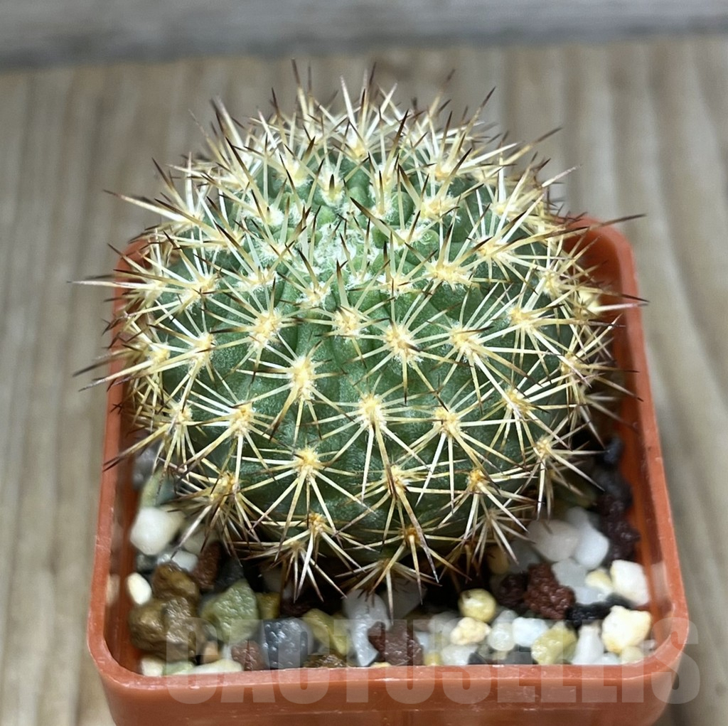 SHPR20183 Neoporteria islayensis ex MG 1031.26