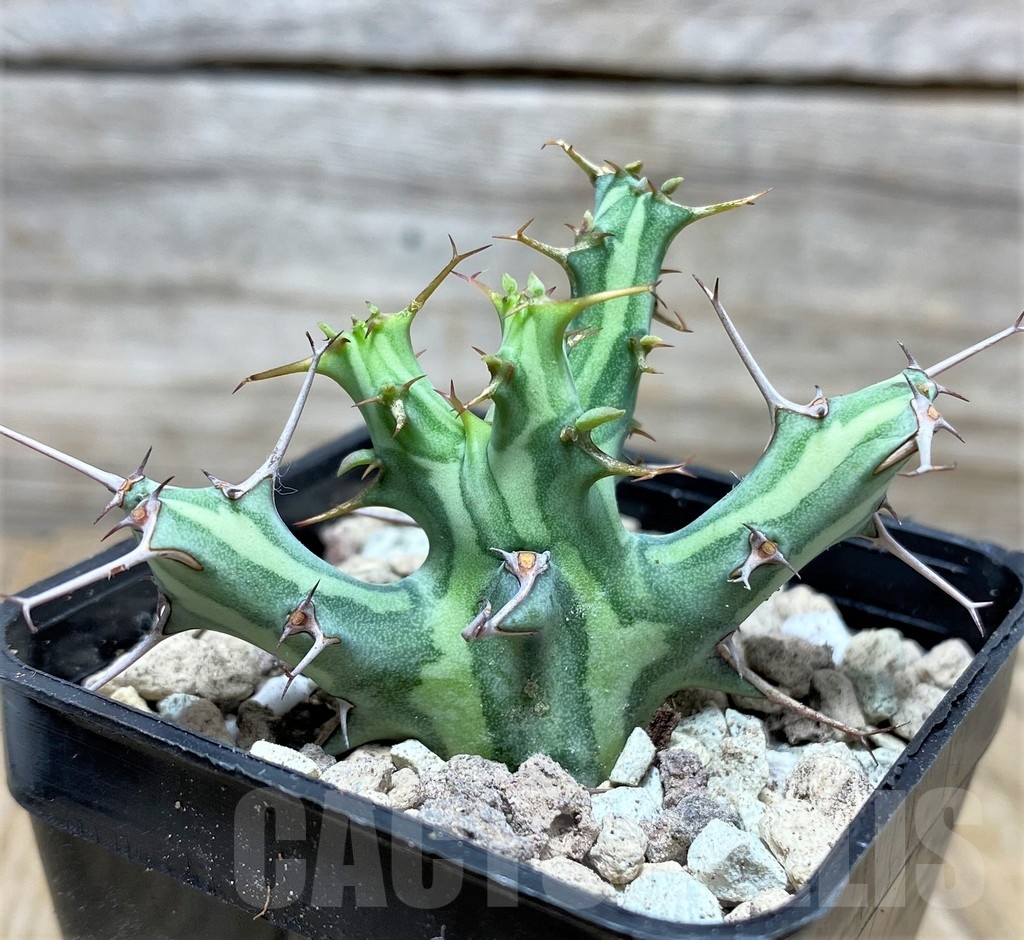 SHPR16807 Euphorbia schizacantha