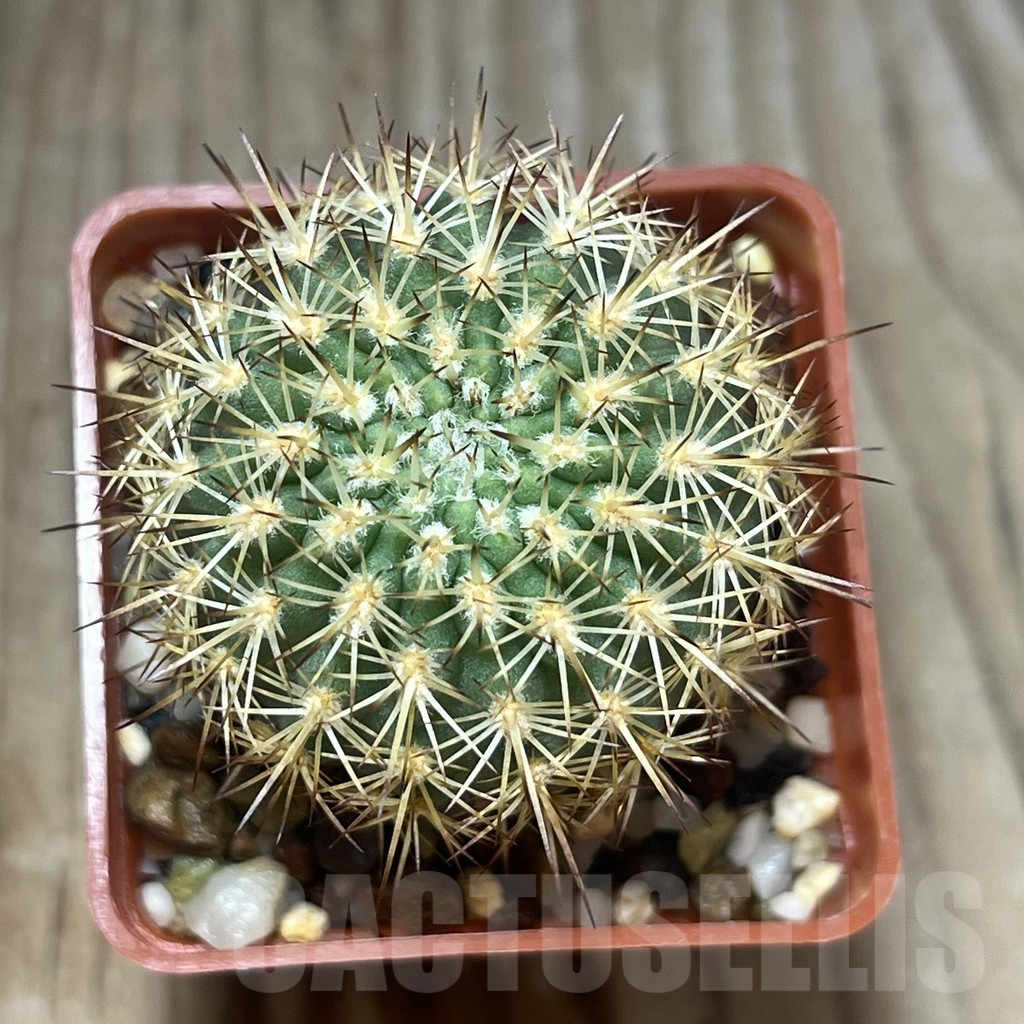 SHPR20183 Neoporteria islayensis ex MG 1031.26 - Image 2