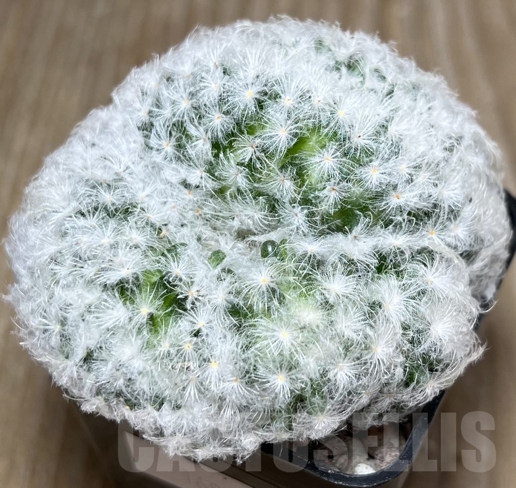 SHPR16975 Mammillaria plumosa f.cristata