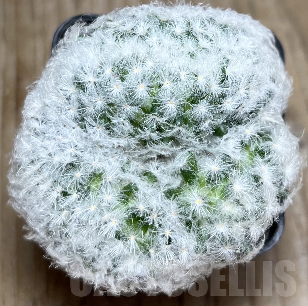 SHPR16975 Mammillaria plumosa f.cristata - Image 2