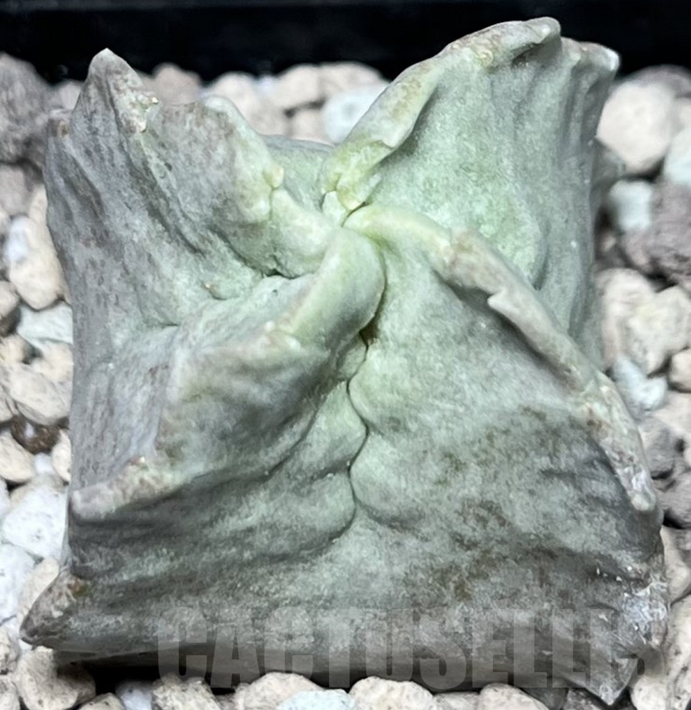 SHPR16978 Whitesloanea crassa - 画像 (2)