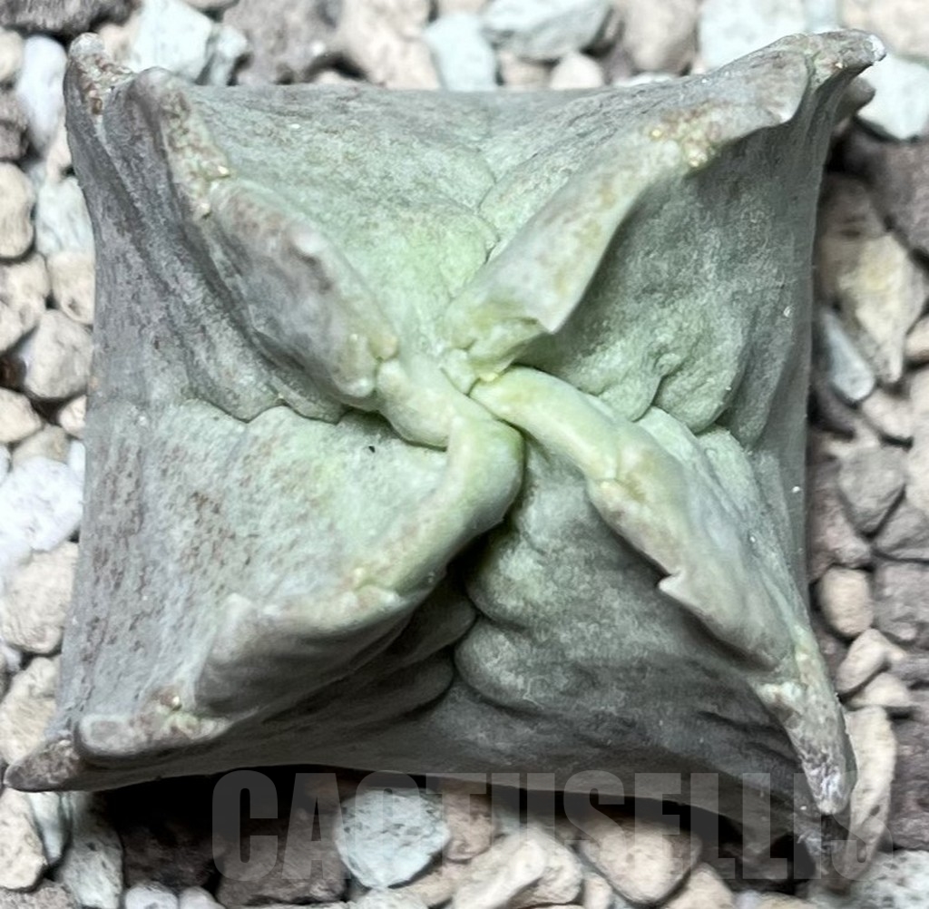 SHPR16978 Whitesloanea crassa