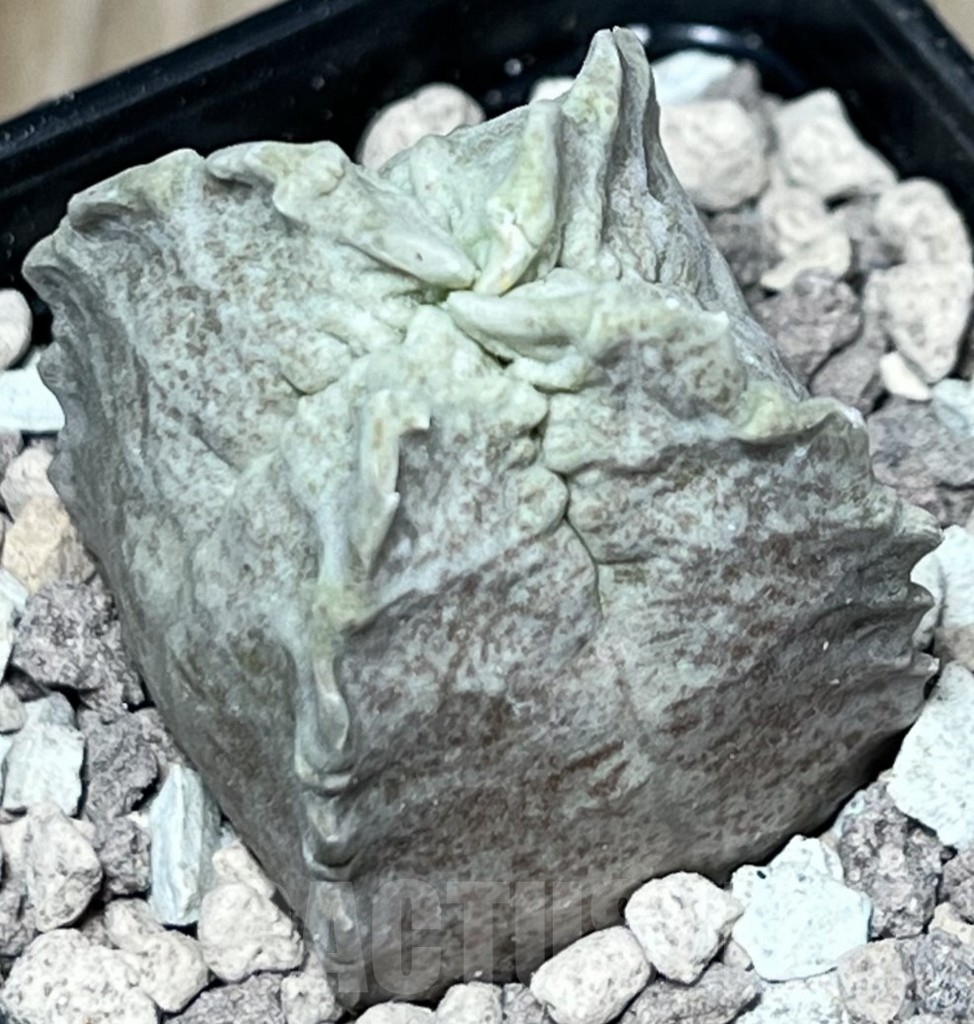 SHPR16979 Whitesloanea crassa