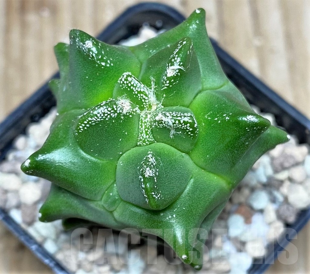 SHPR16813 Astrophytum myriostigma ‘Kikko’