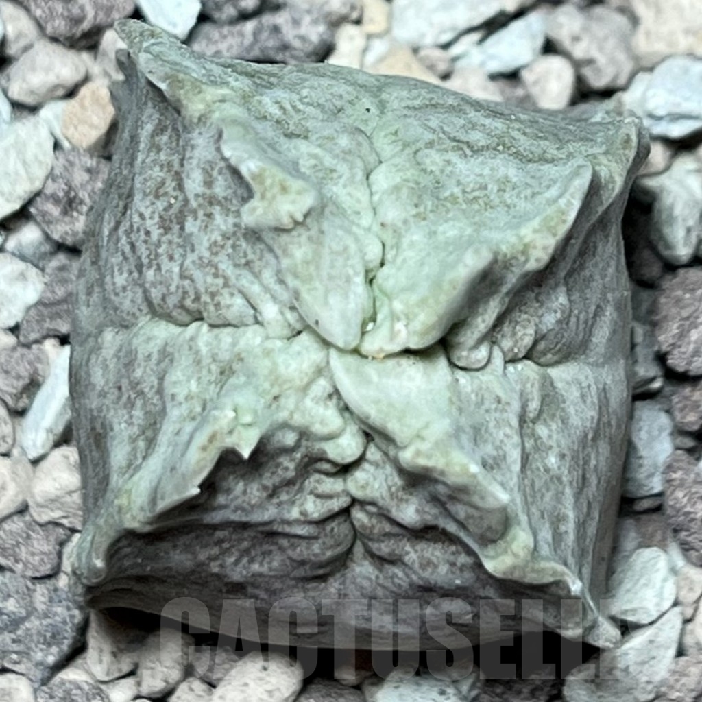 SHPR16979 Whitesloanea crassa - Image 2