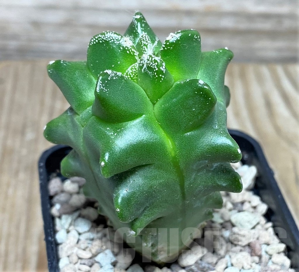 SHPR16813 Astrophytum myriostigma ‘Kikko’ - Obrázek 2