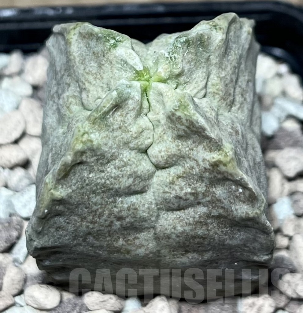 SHPR16980 Whitesloanea crassa