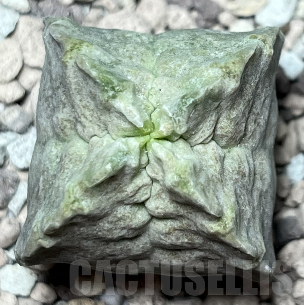 SHPR16980 Whitesloanea crassa - Image 2