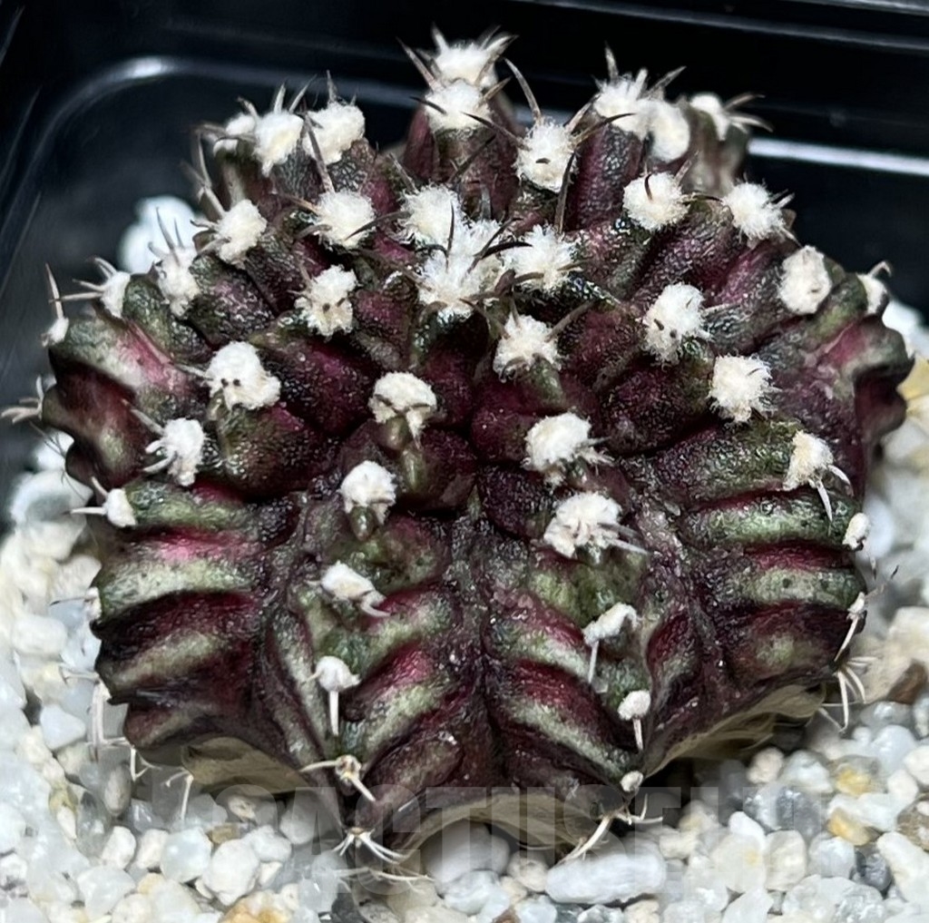SHPR16982 Gymnocalycium mihanovichii 'T-Rex'