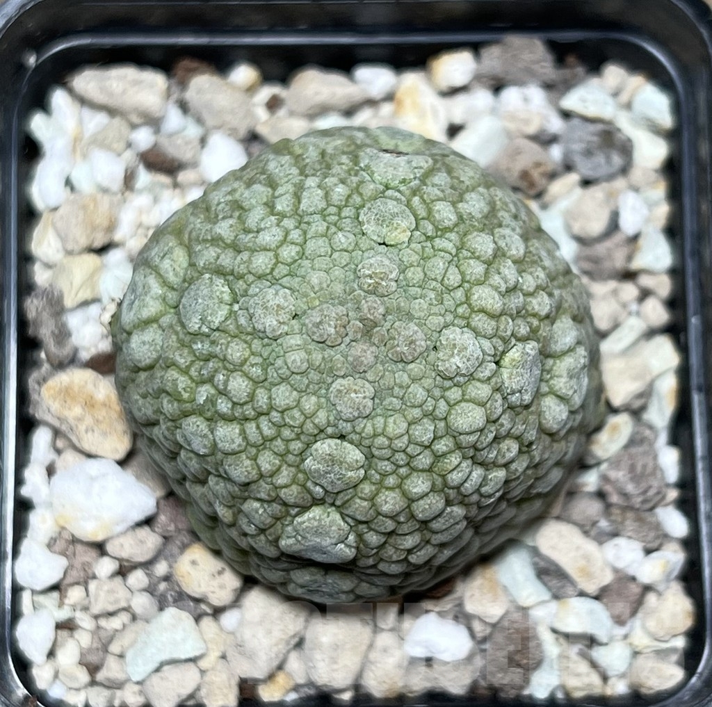 SHPR17848 Pseudolithos migiurtinus