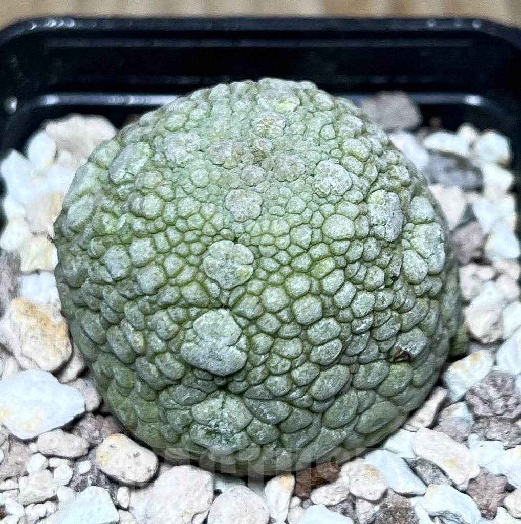 SHPR17848 Pseudolithos migiurtinus - 画像 (2)