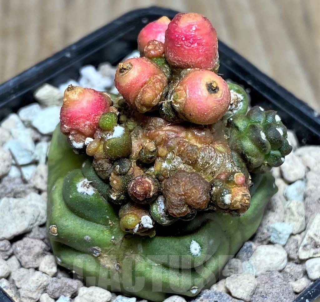 SHPR16818 Gymnocalycium mihanovichii ‘Transformer’ - immagine 2