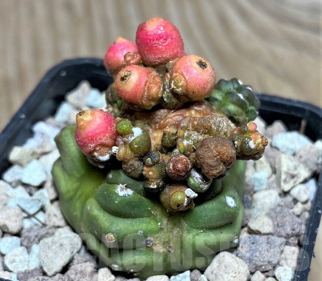 SHPR16818 Gymnocalycium mihanovichii ‘Transformer’
