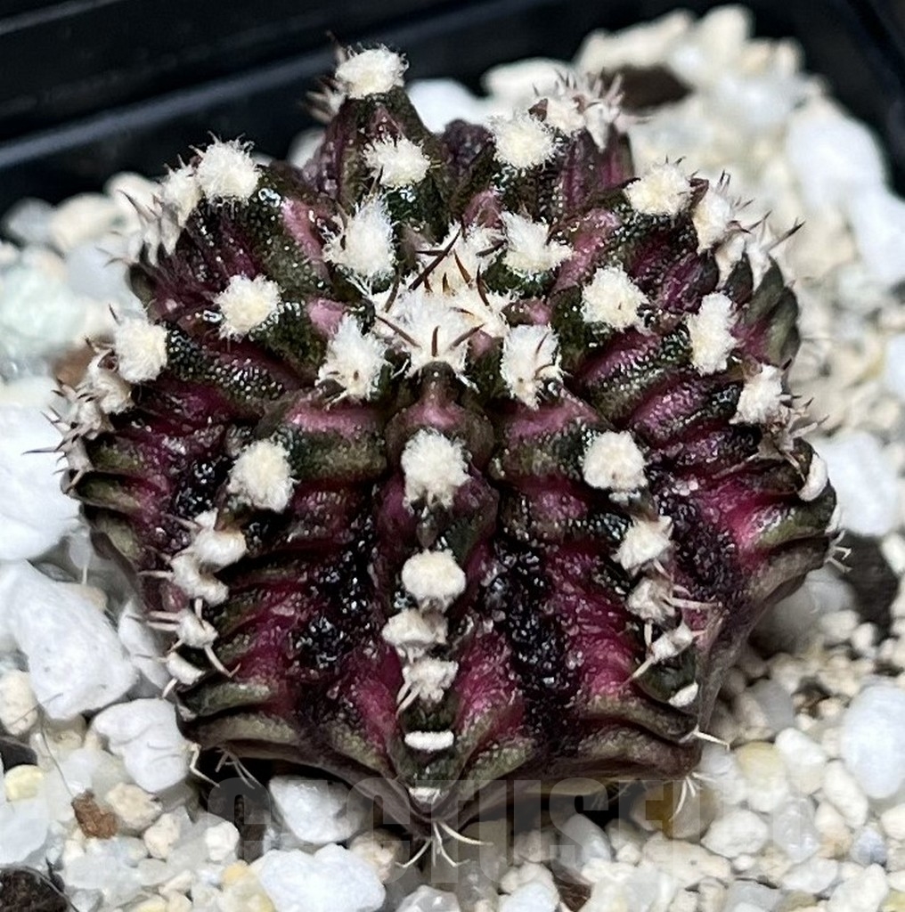 SHPR16984 Gymnocalycium mihanovichii 'T-Lux'