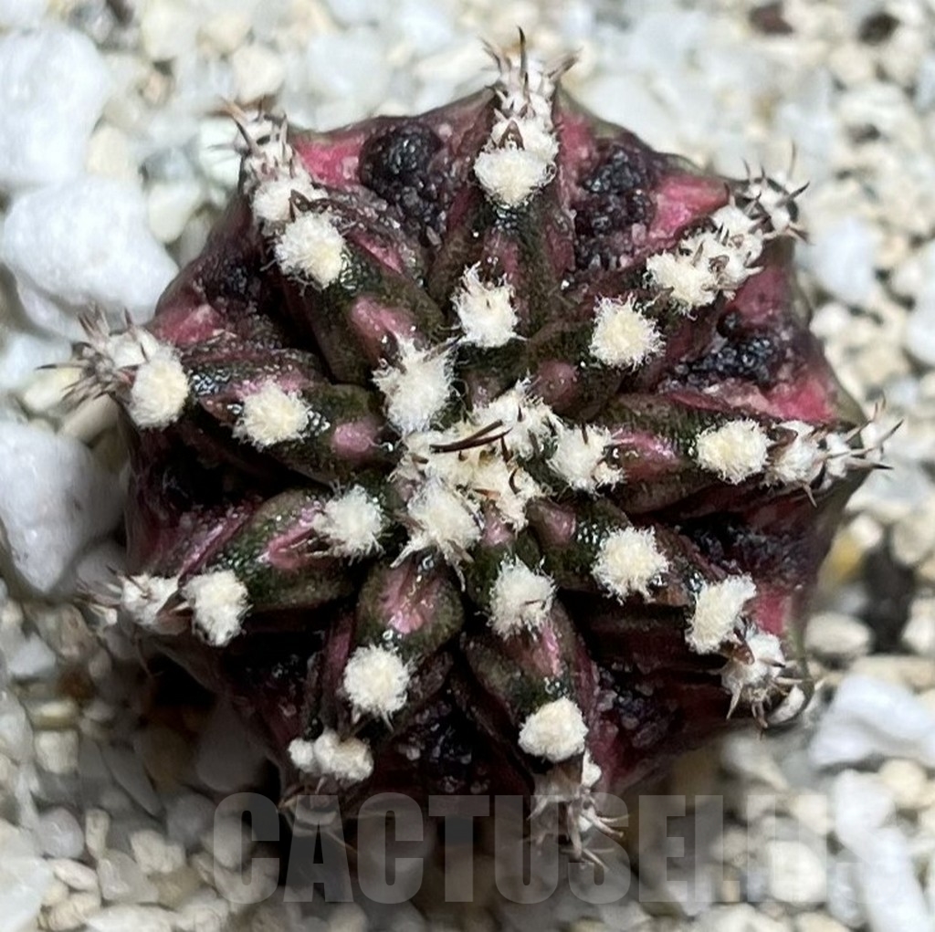 SHPR16984 Gymnocalycium mihanovichii 'T-Lux' - immagine 2