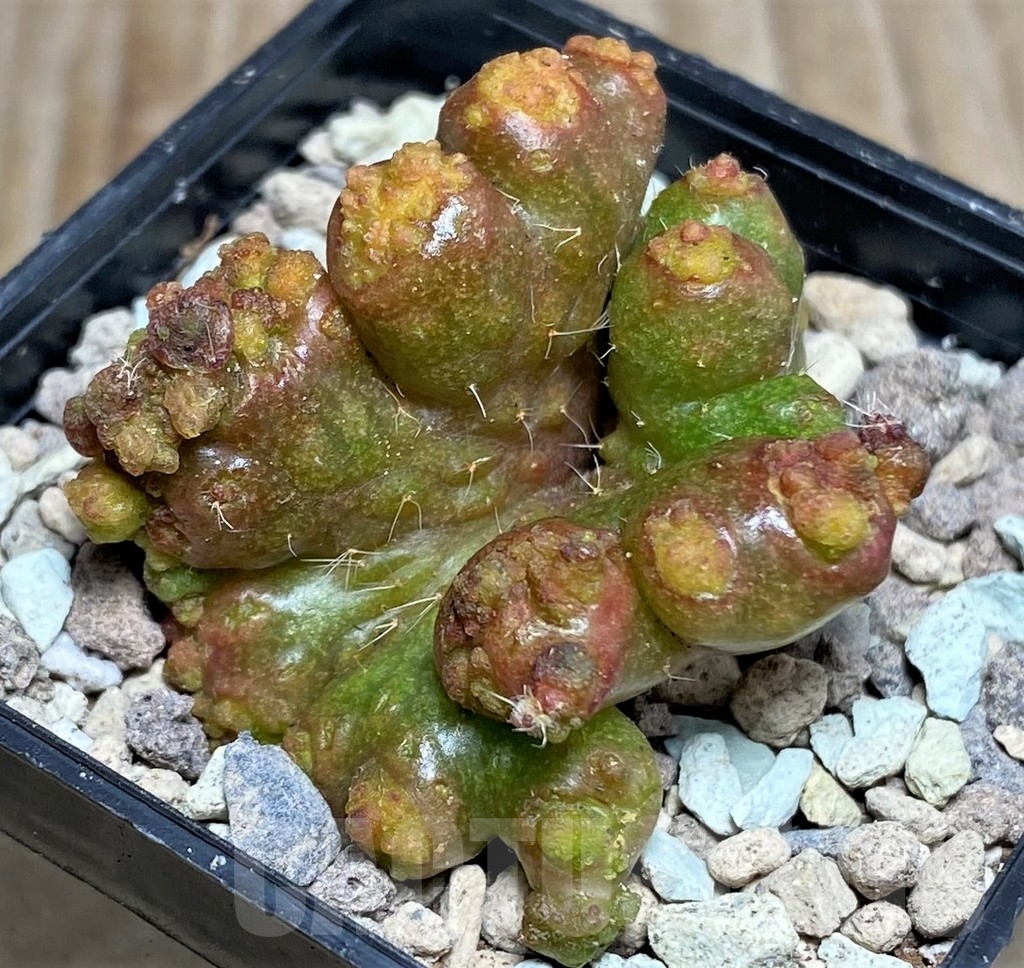 SHPR16821 Echinopsis ‘Chocolate’ f. monstrose