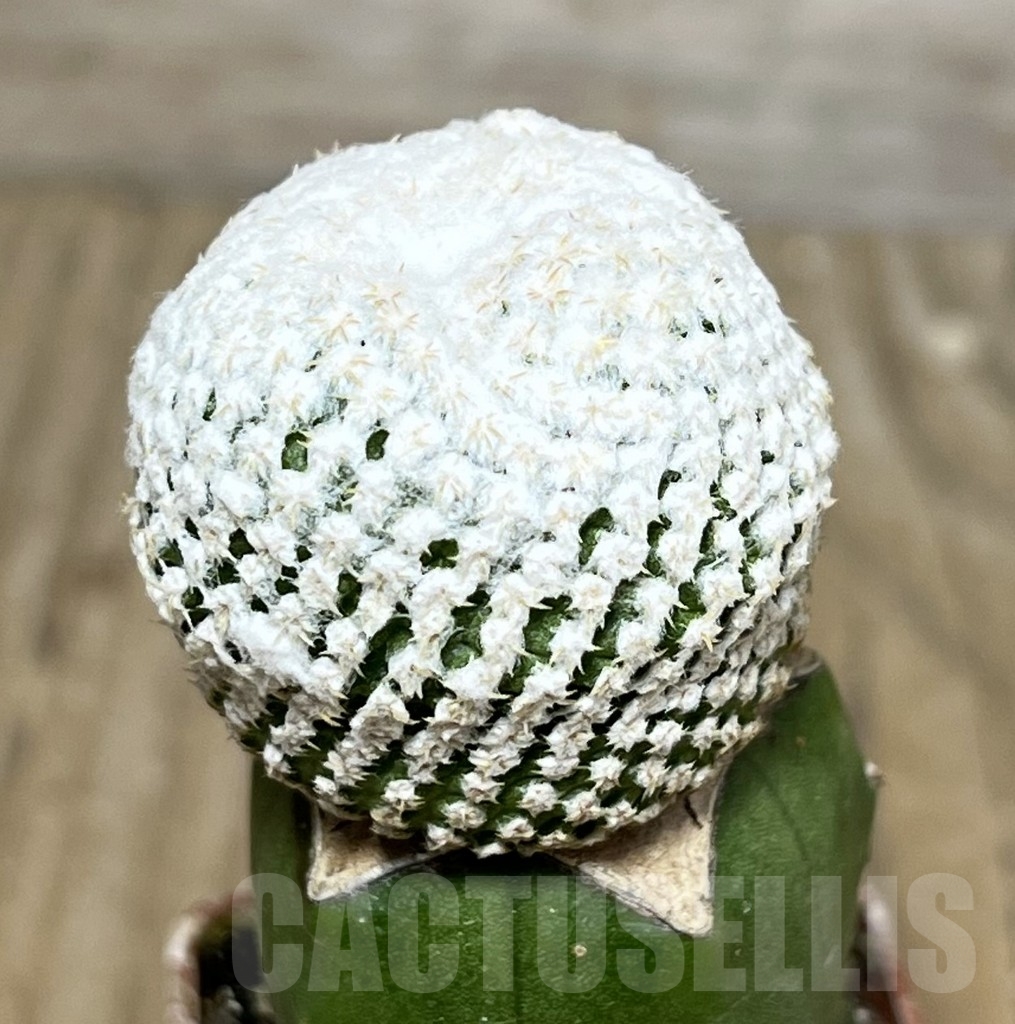 SHPR14130 Thelocephala challensis, clon2 grafted