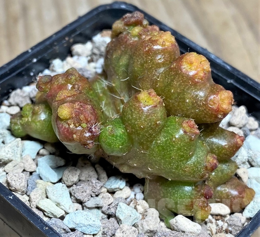 SHPR16821 Echinopsis ‘Chocolate’ f. monstrose - Image 2