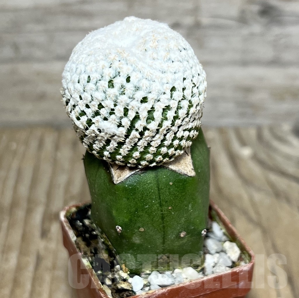 SHPR14130 Thelocephala challensis, clon2 grafted - Imagen 2